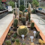 Greenhouse- Cactus resized